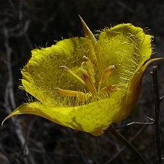 calochortus weedii